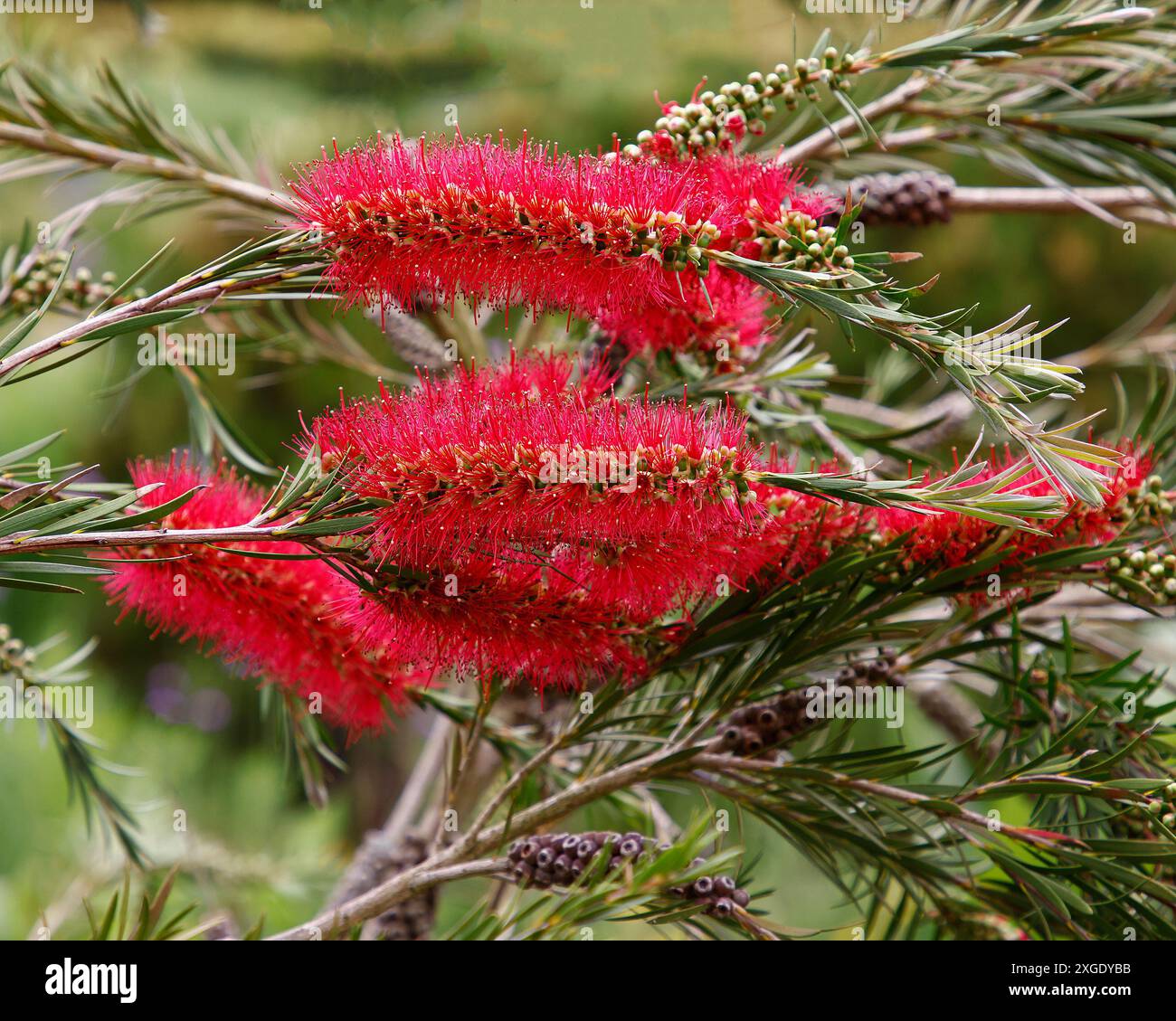 Nahaufnahme der roten Blume der australischen einheimischen Gartenpflanze callistemon subulatus. Stockfoto