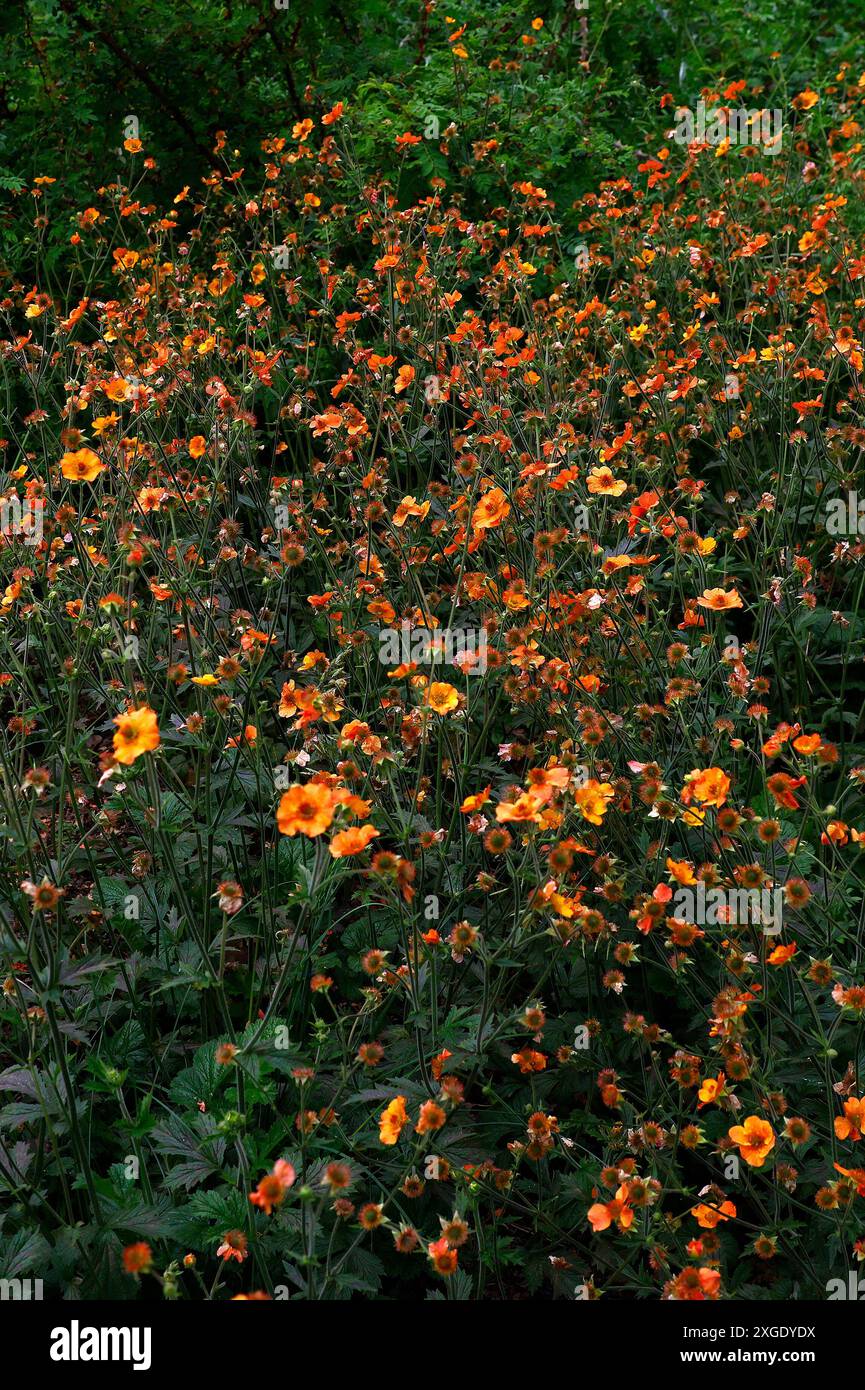 Nahaufnahme der orangen Blüten des sommerblühenden krautigen Staudengeums total Mandarine. Stockfoto