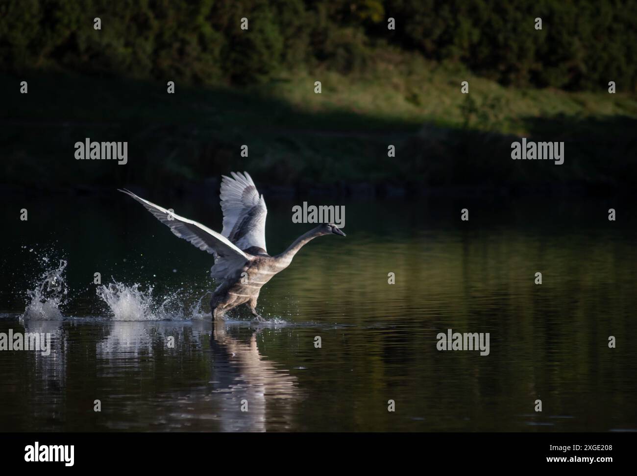 Junge Schwäne üben das Fliegen über einem Gewässer in Edinburgh, Schottland. Das Wasser ist ruhig und reflektiert das Sonnenlicht auf den Vogel Stockfoto