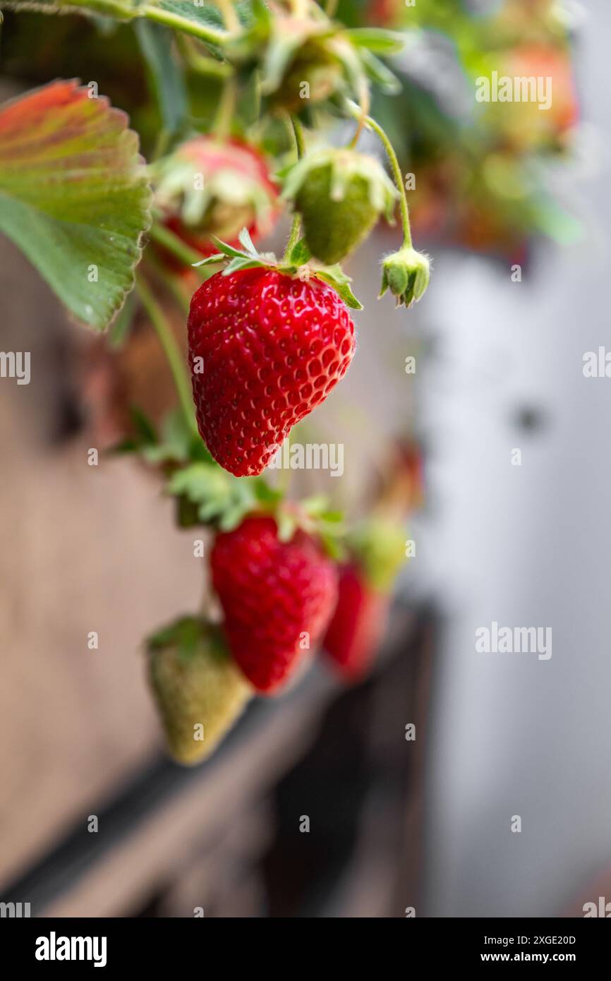 Ein Haufen roter Erdbeeren, die von einer Pflanze hängen. Konzept der Frische und Fülle, da die Erdbeeren reif und bereit für die Ernte sind Stockfoto