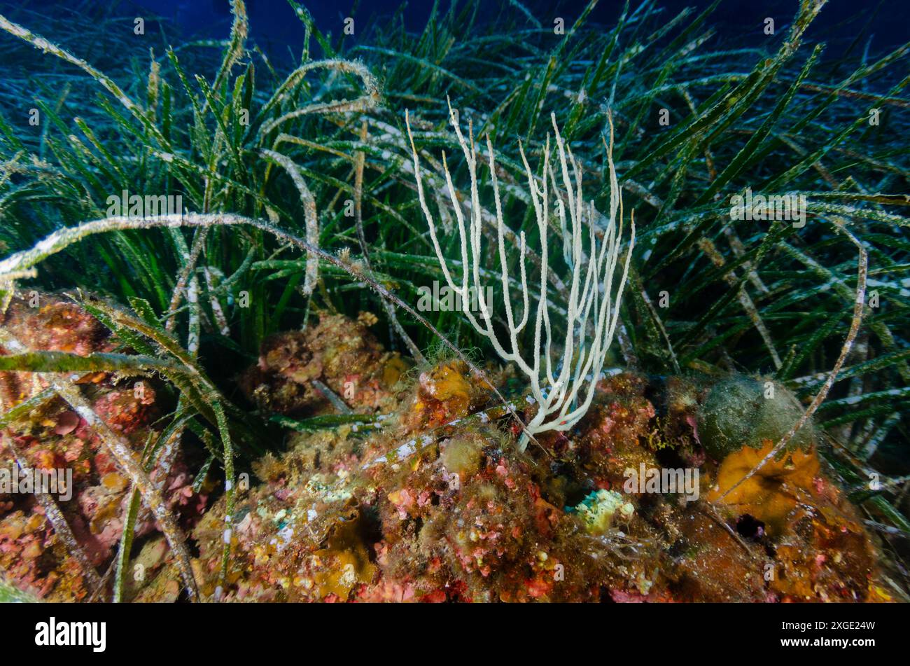 Weißer Gorgonien, Eunicella singularis, Gorgonidae, Schutzgebiet Tor Patererno, Roma, Latium, Mittelmeer, Italien Stockfoto