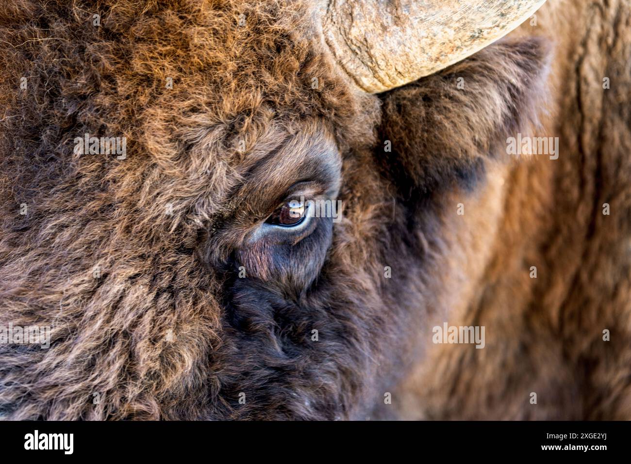 Nahporträt des Bisonkopfes. Bisonherde auf einer Wiese Stockfoto