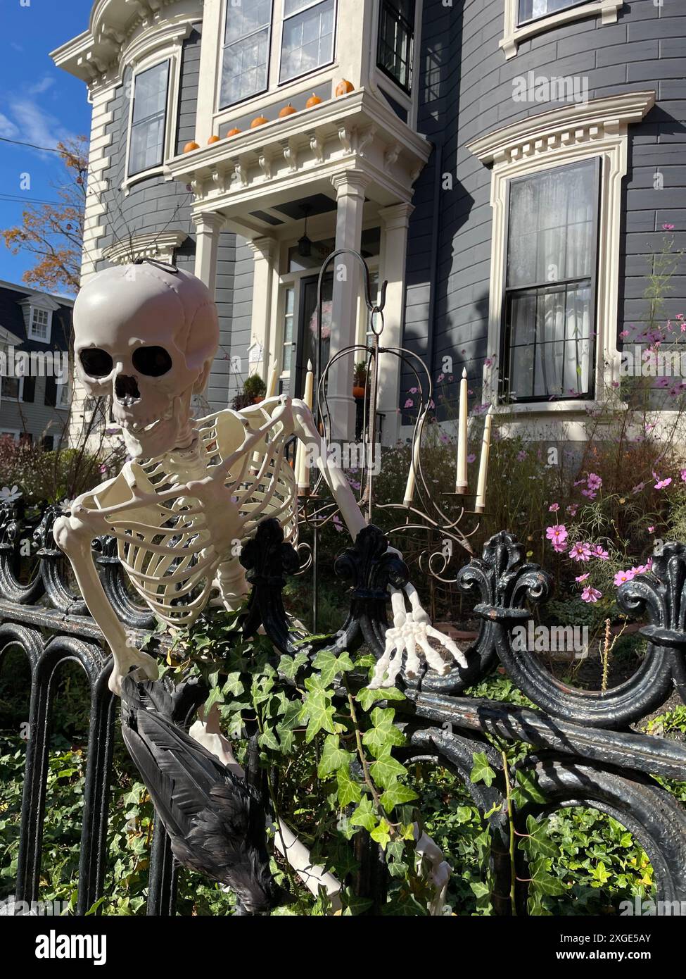 An einem Herbsttag in Salem Massachusetts liegt eine Skelett-Halloween-Dekoration über einem Zaun in einem historischen Haus Stockfoto