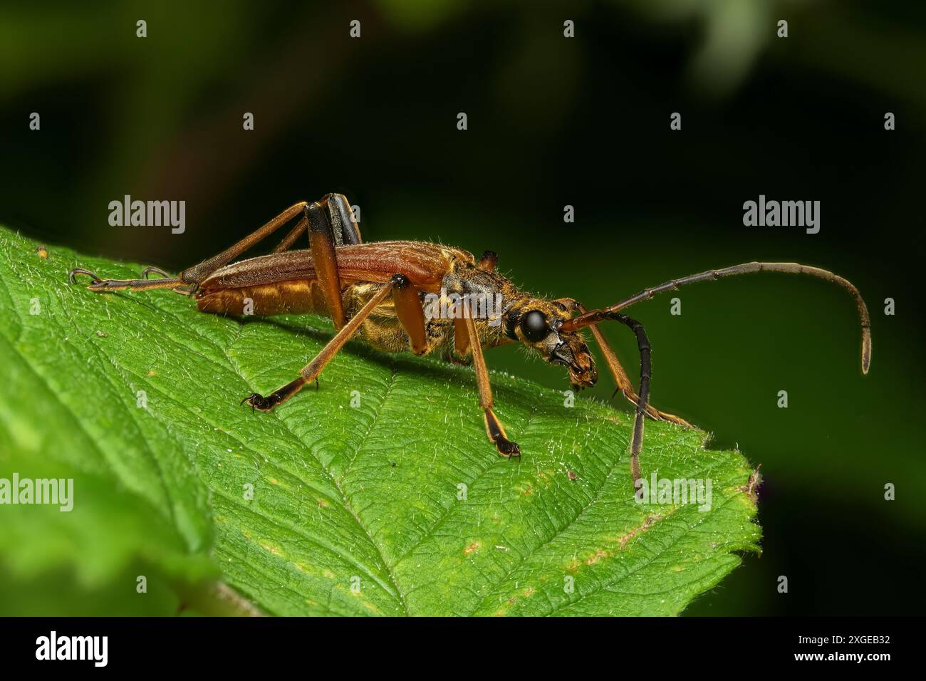 Eine Makroaufnahme eines Stenocorus Meridianus-Käfers auf einem grünen Blatt Stockfoto