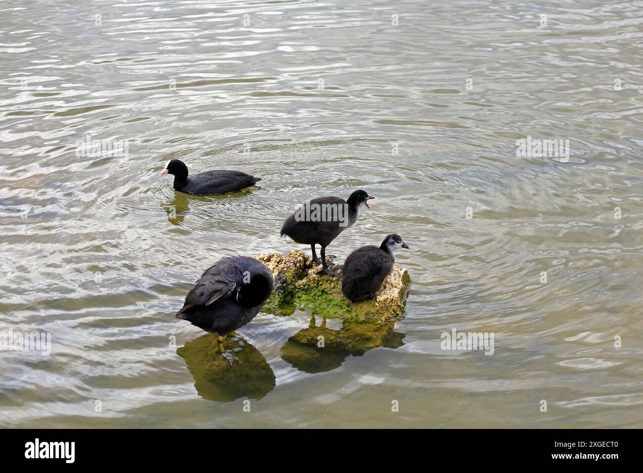 Eine Familie von Hühnern - fulica atra - Cardiff, Südwales. Vom Juli 2024 Stockfoto