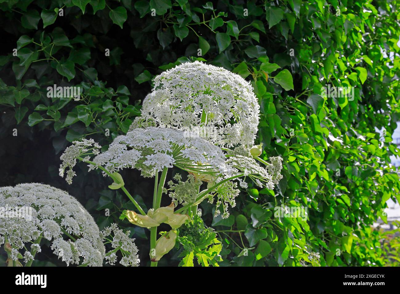 Riese Hogweed - heracleum mantegazzianum - wächst im Stadtgebiet von Cardiff, South Wales. Vom Juli 2024 Stockfoto