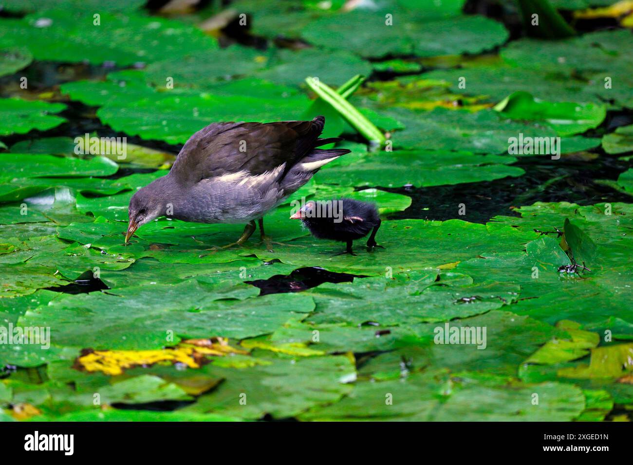 Moorhenküken und Mutter mit Lilienpads auf einem Kanal, Südwales. Vom Juli 2024. Gallinula chloropus Stockfoto