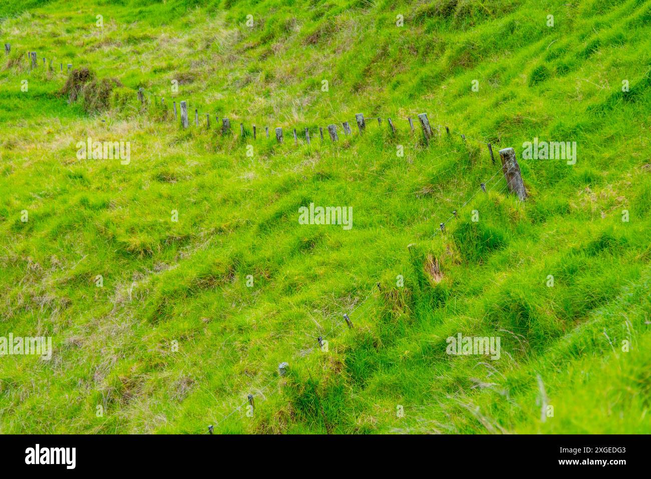 One Tree Hill - Auckland - Neuseeland Stockfoto