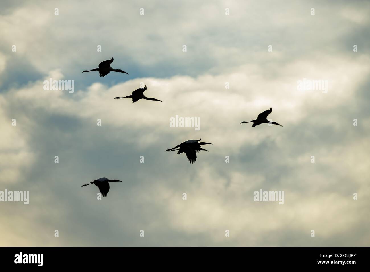Schar von Tuyuyu (Mycteria Americana) in Silhouette über bewölktem Himmel. Stockfoto