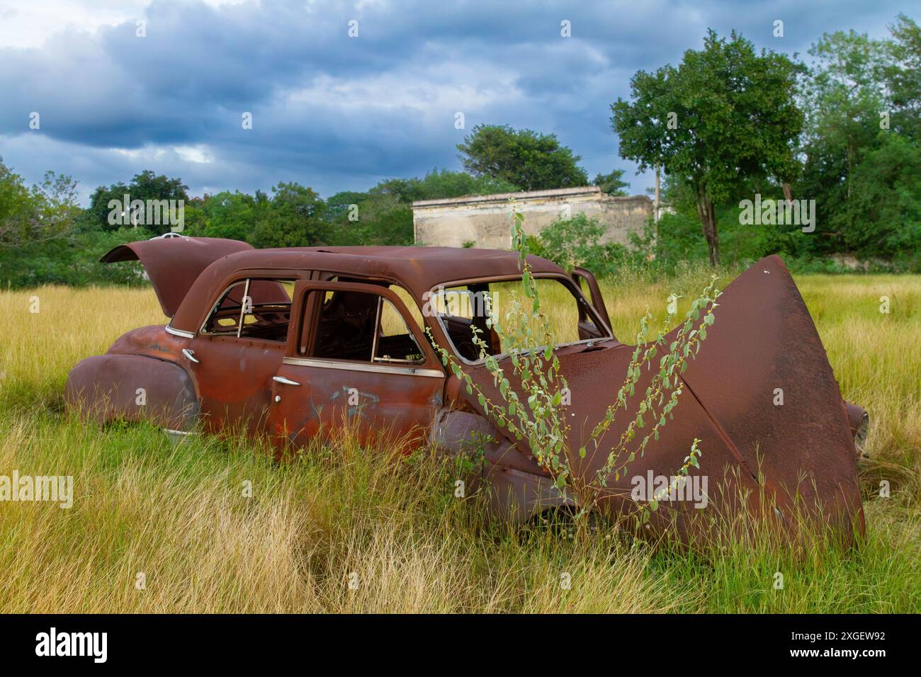 Ein altmodisches, rostiges Auto, das von der Natur in Merida, Yucatan, Mexiko, zurückgewonnen wurde Stockfoto