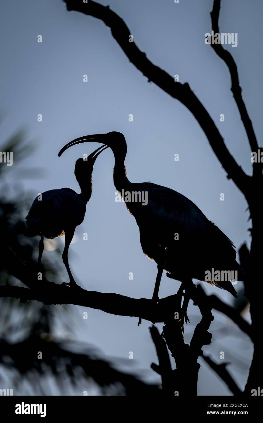 Die Silhouette eines jungen Ibis berührt zärtlich die Rechnung seiner Mutter, in der Hoffnung auf eine weitere Fütterung, bevor sie sich auf einem toten Baum niederschlägt. Stockfoto