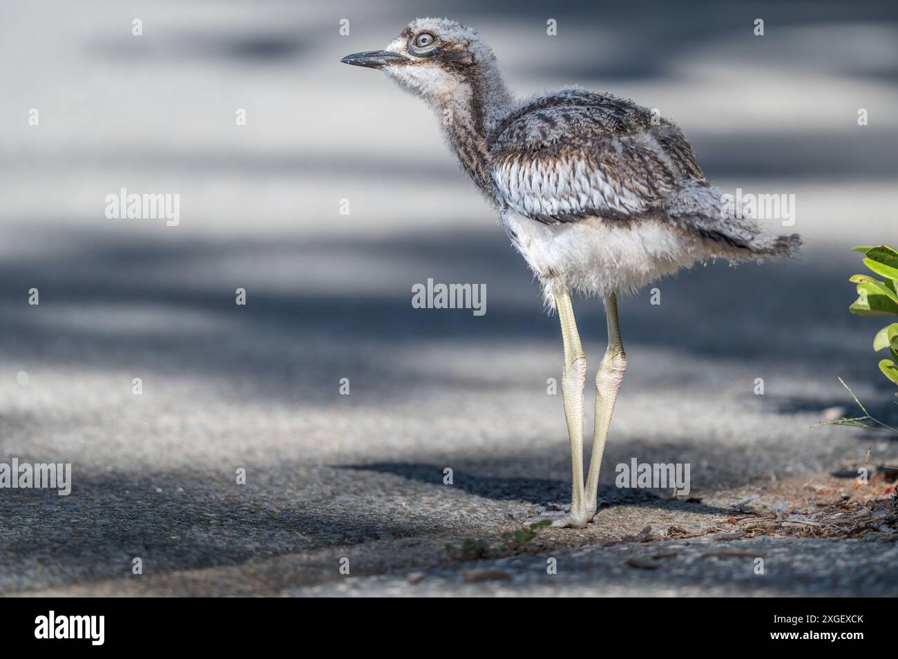 Ein junges Bush Stone Curlew, perfekt still und aufmerksam, auf der Suche nach Gefahren auf einem Pfad am Main Beach an der Gold Coast in Australien. Stockfoto