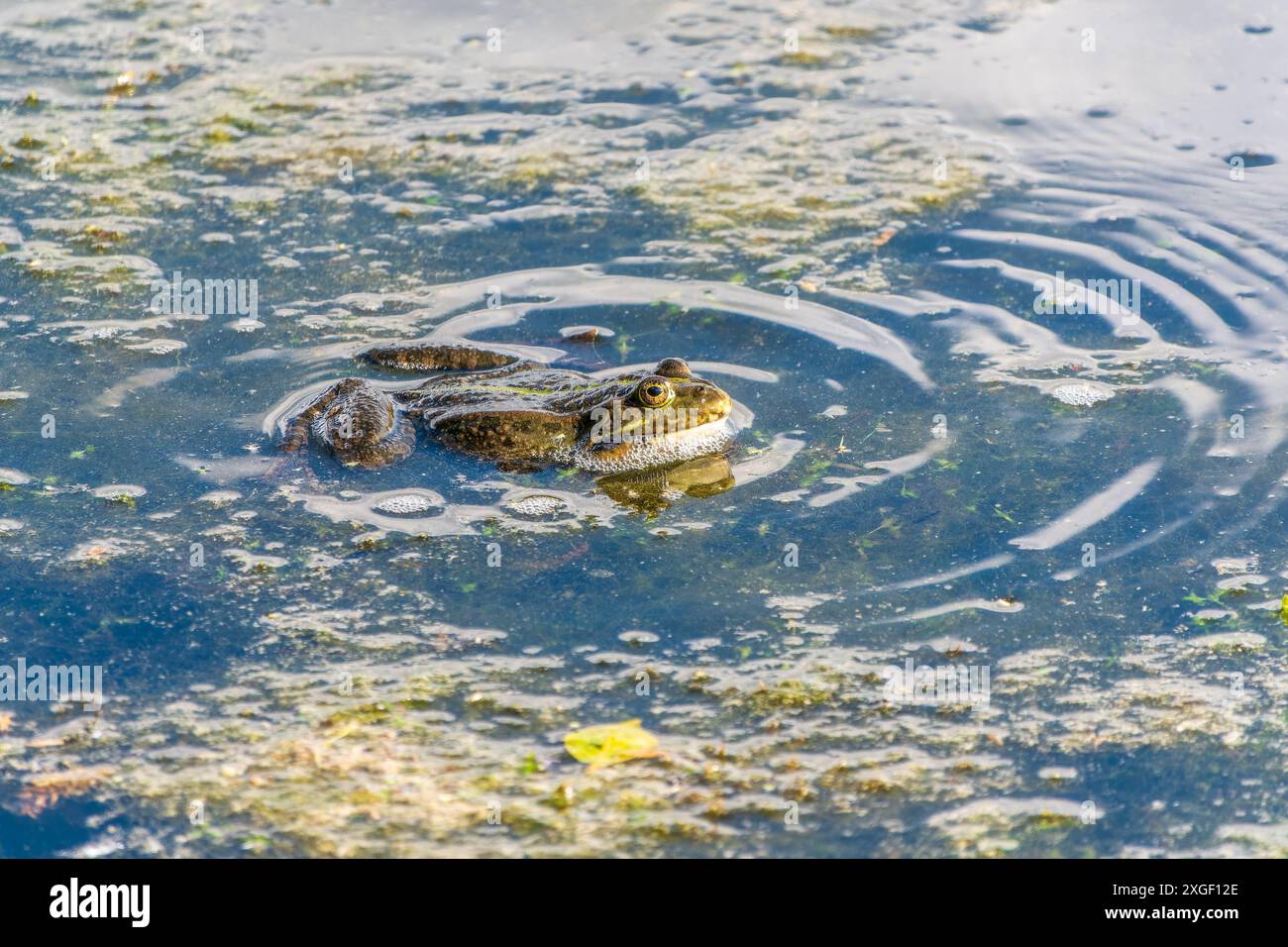 Einen großen grünen Frosch mit geschwollenen Wangen sitzt in den Sumpf. Stockfoto