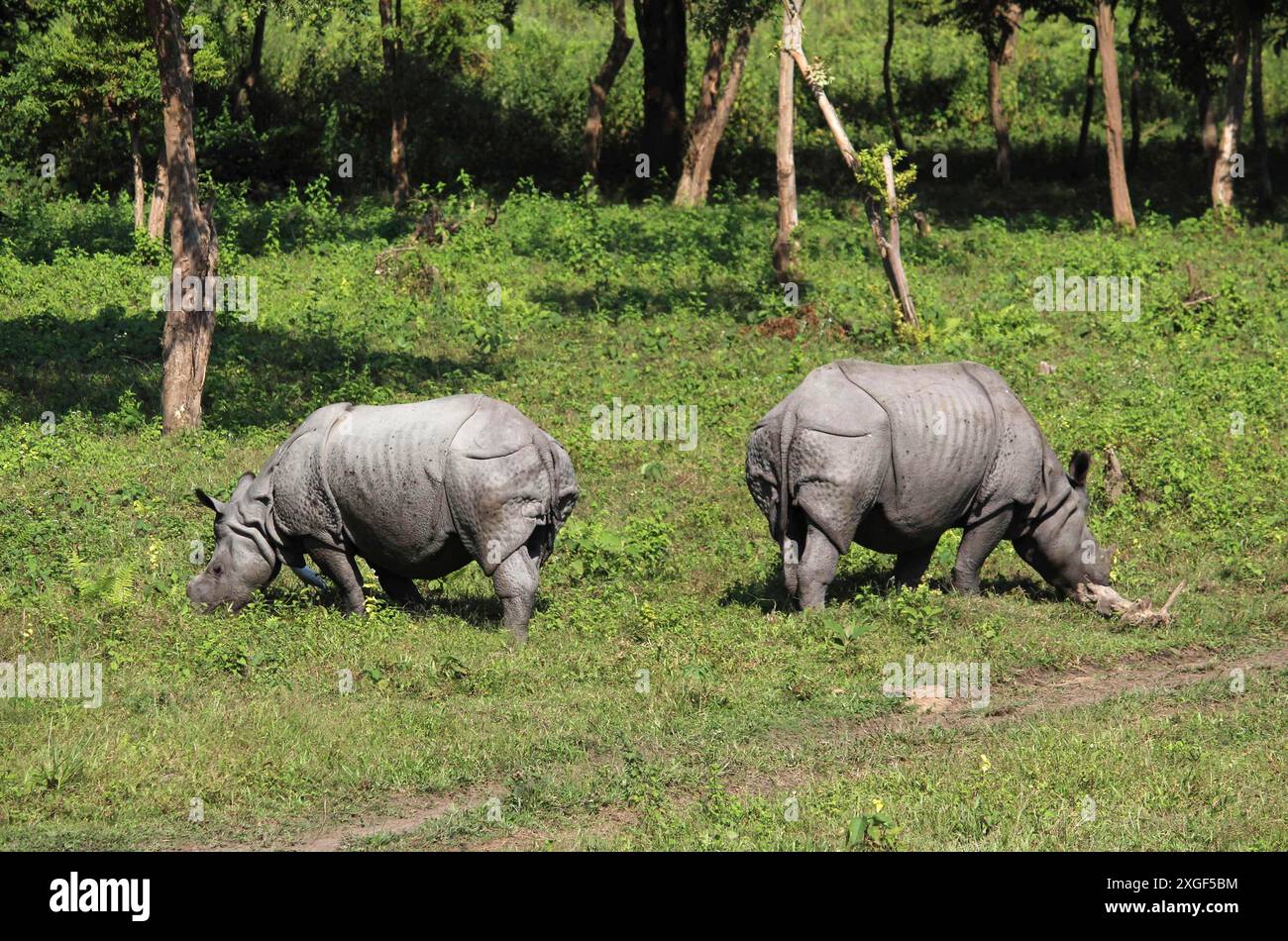 Ein gehörntes oder einzelnes Nashorn weidet im Kaziranga Wildlife Sanctuary in Assam, Indien Stockfoto