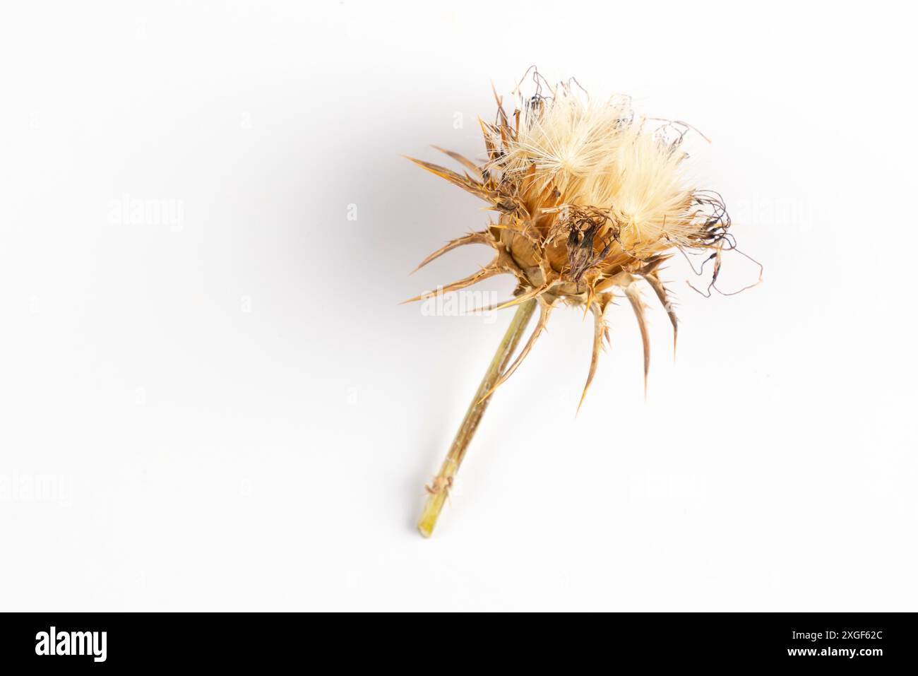 Carduus marianus (Silybum marianum) Samenkopf auf weißem Hintergrund Stockfoto