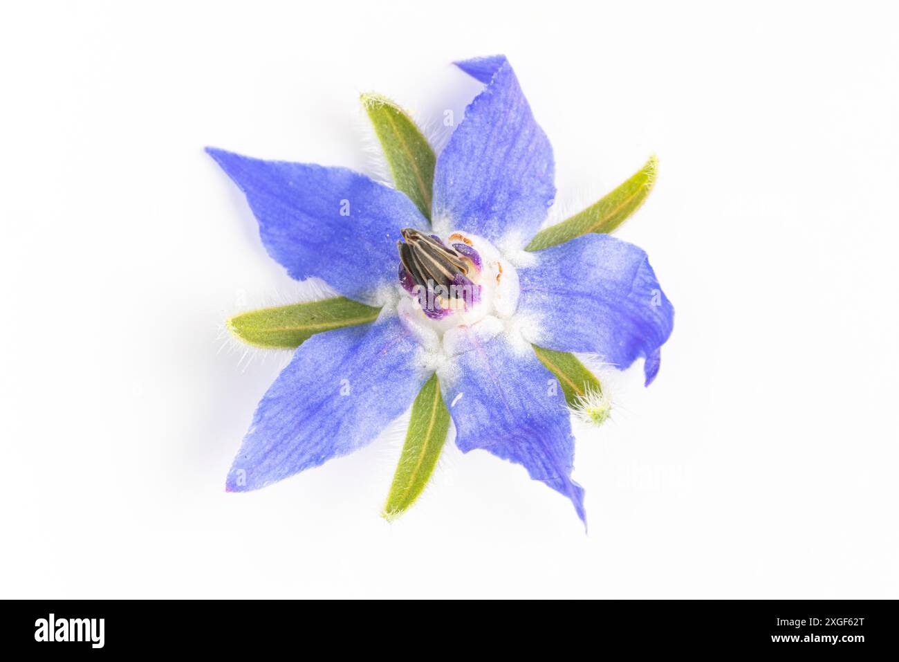 Blauviolette Borretschblüte auf weißem Hintergrund Stockfoto