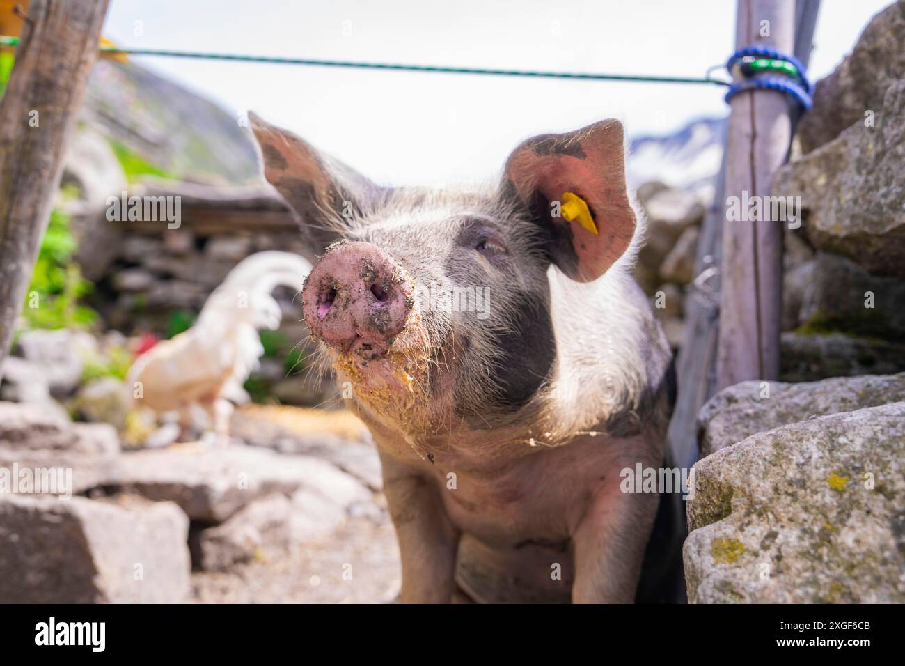 Ein Schwein mit gelben Ohrmarken steht in ländlicher Umgebung zwischen Steinen mit Bergen im Hintergrund, Klein Tibet, Zillertal, Österreich Stockfoto