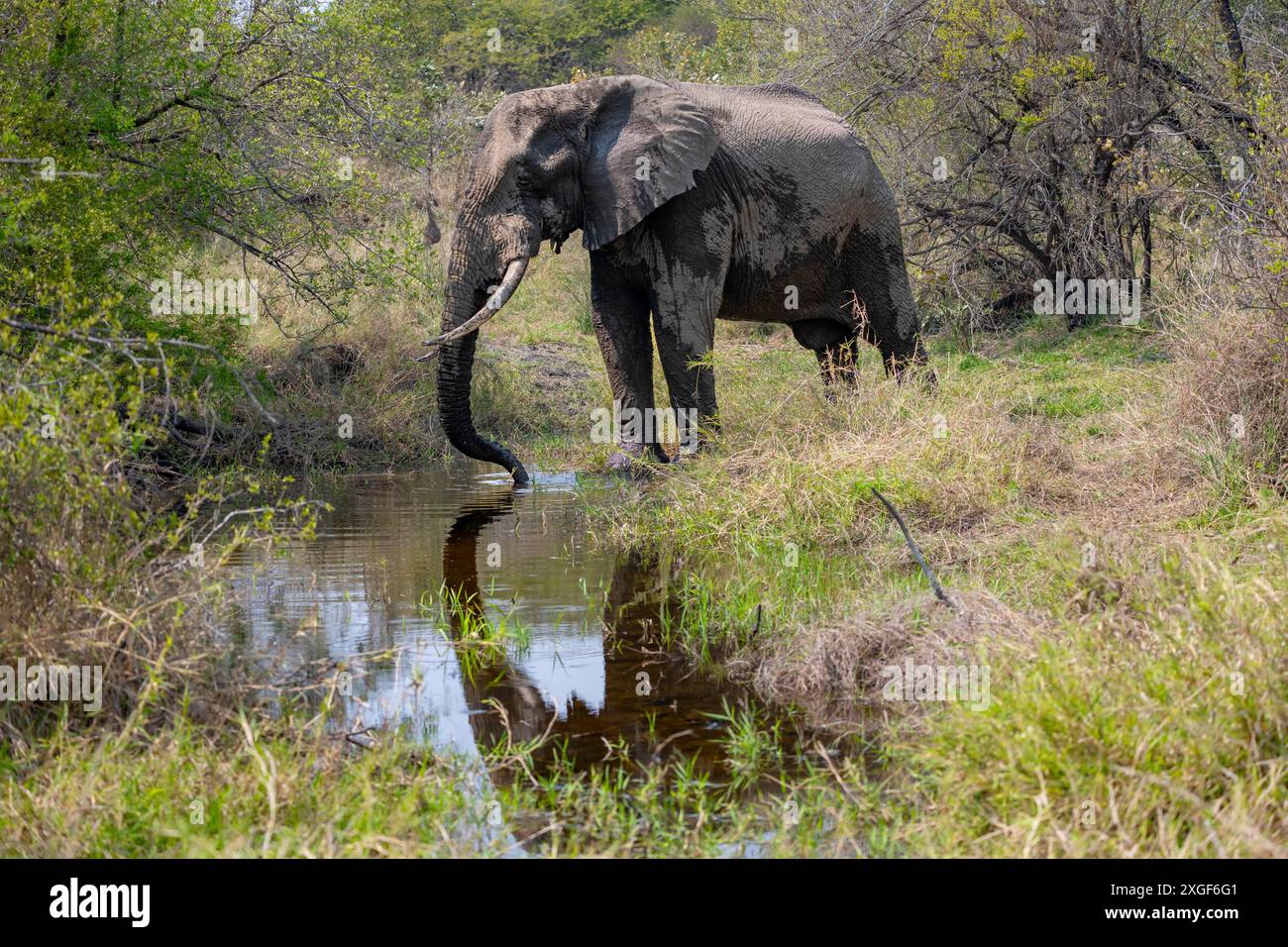 Afrikanischer Elefant (Loxodonta africana), Mann trinkt an einem Fluss, Kruger-Nationalpark, Südafrika Stockfoto