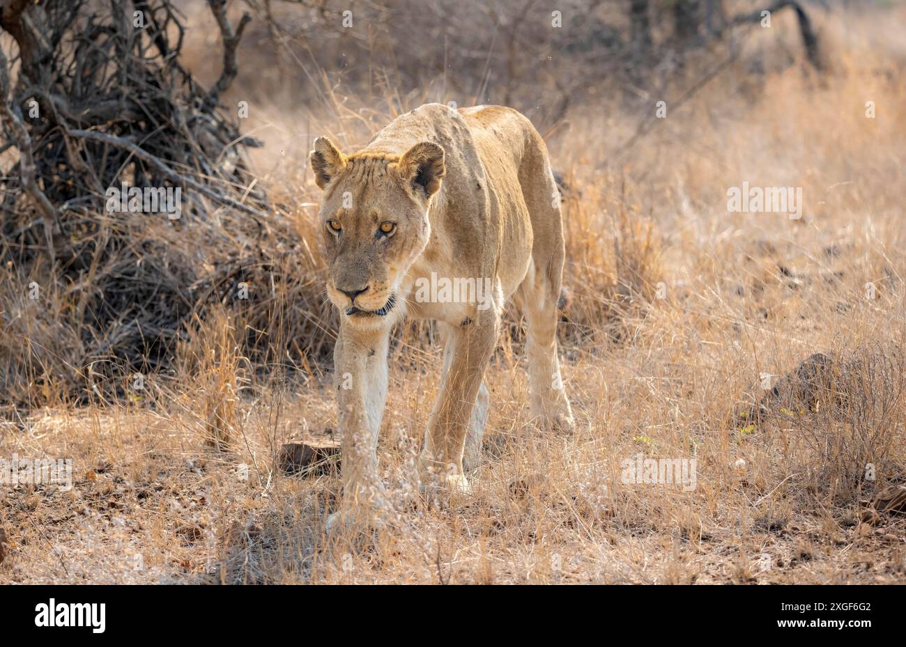 Löwe (Panthera leo), erwachsenes Weibchen, Spaziergang durch trockenes Gras, afrikanische Savanne, Kruger-Nationalpark, Südafrika Stockfoto