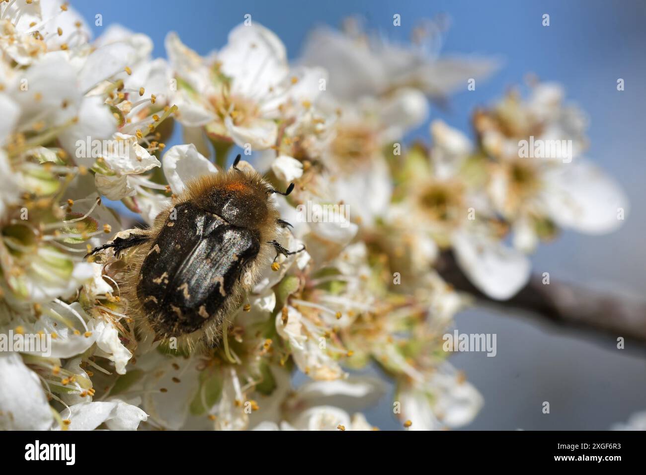 Shaggy Rose Chafer Stockfoto