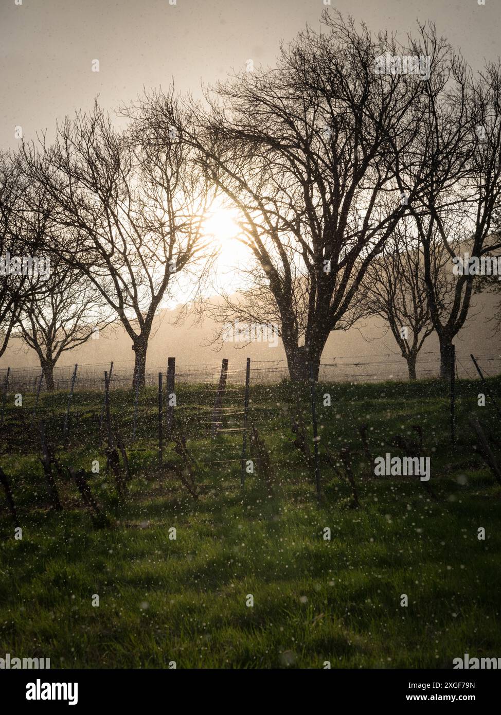 Schneesturm im späten Frühjahr mit grünem Gras Stockfoto