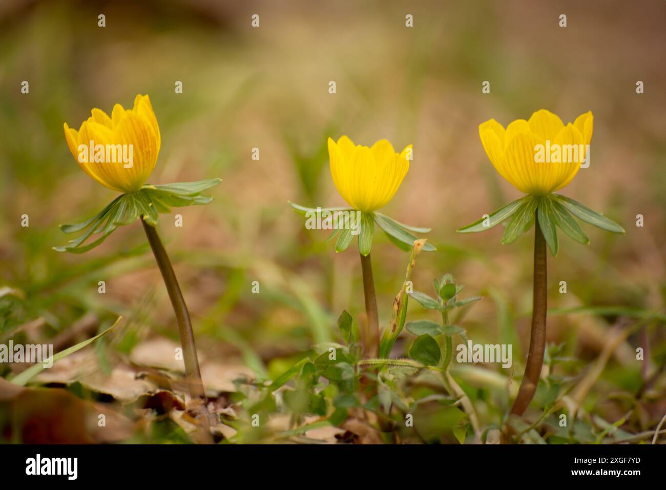 Eranthis hyemalis blüht im Frühfrühlingsgarten Stockfoto