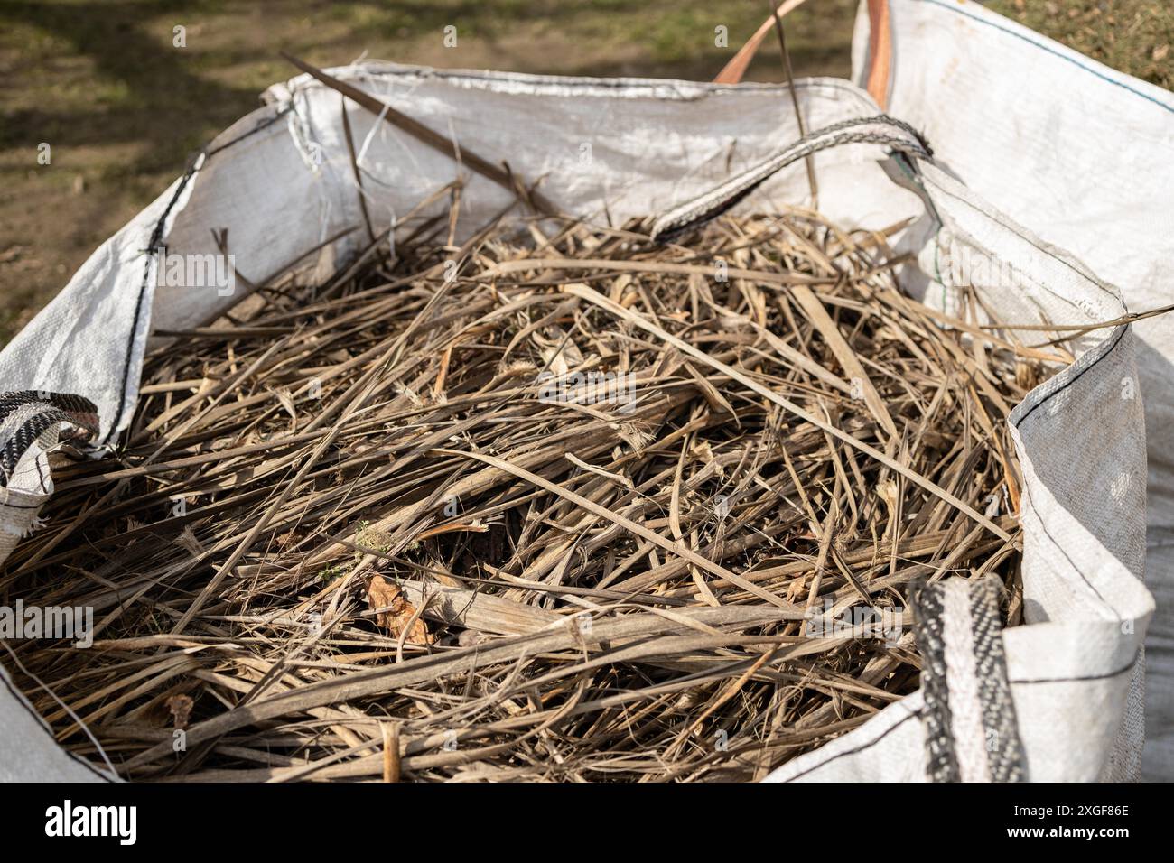 Sack voller Eukalyptusrinde. Gartenarbeit in öffentlichen Räumen Stockfoto