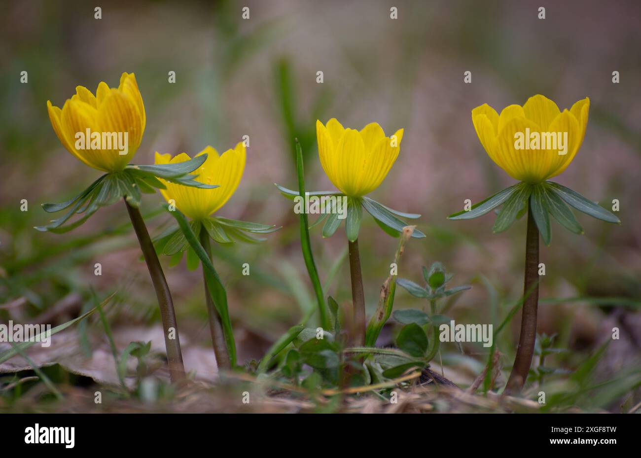 Eranthis hyemalis blüht im Frühfrühlingsgarten Stockfoto