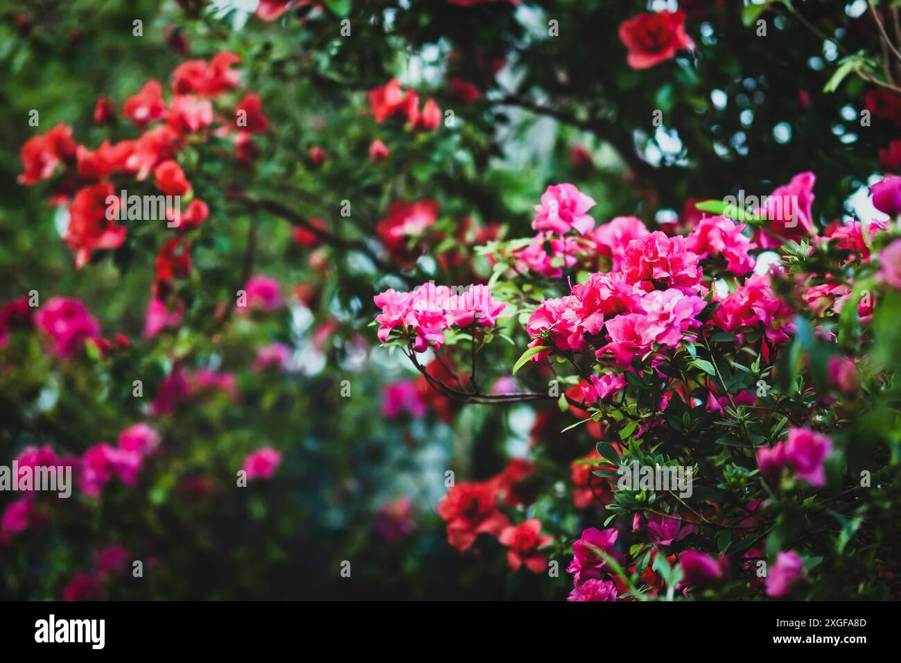 Blühende Azaleen Pflanzen und Rhododendron Bäume im Wintergarten Stockfoto