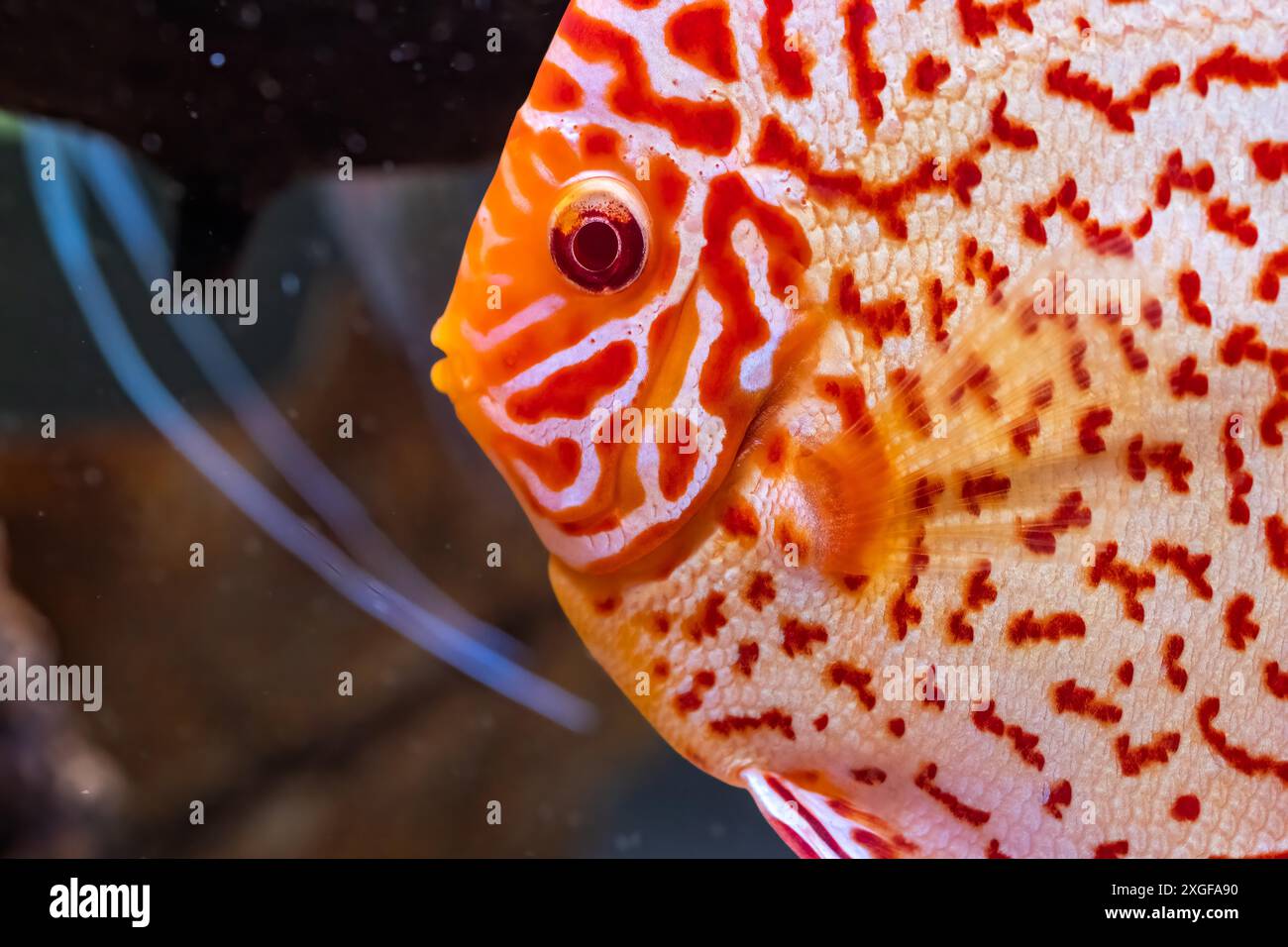 Bunte Fische aus den Spieces disus (Symphysodon) im Aquarium. Nahaufnahme, selektiver Fokus Stockfoto