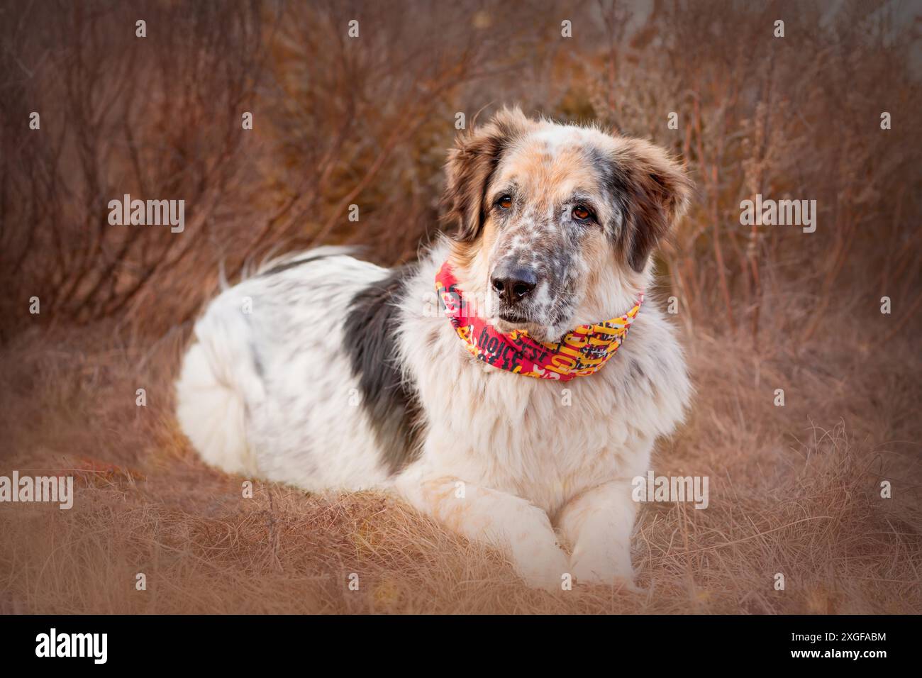 Großer Hund in rotem Schal und Bäumen während des Sonnenuntergangs, liegend Stockfoto