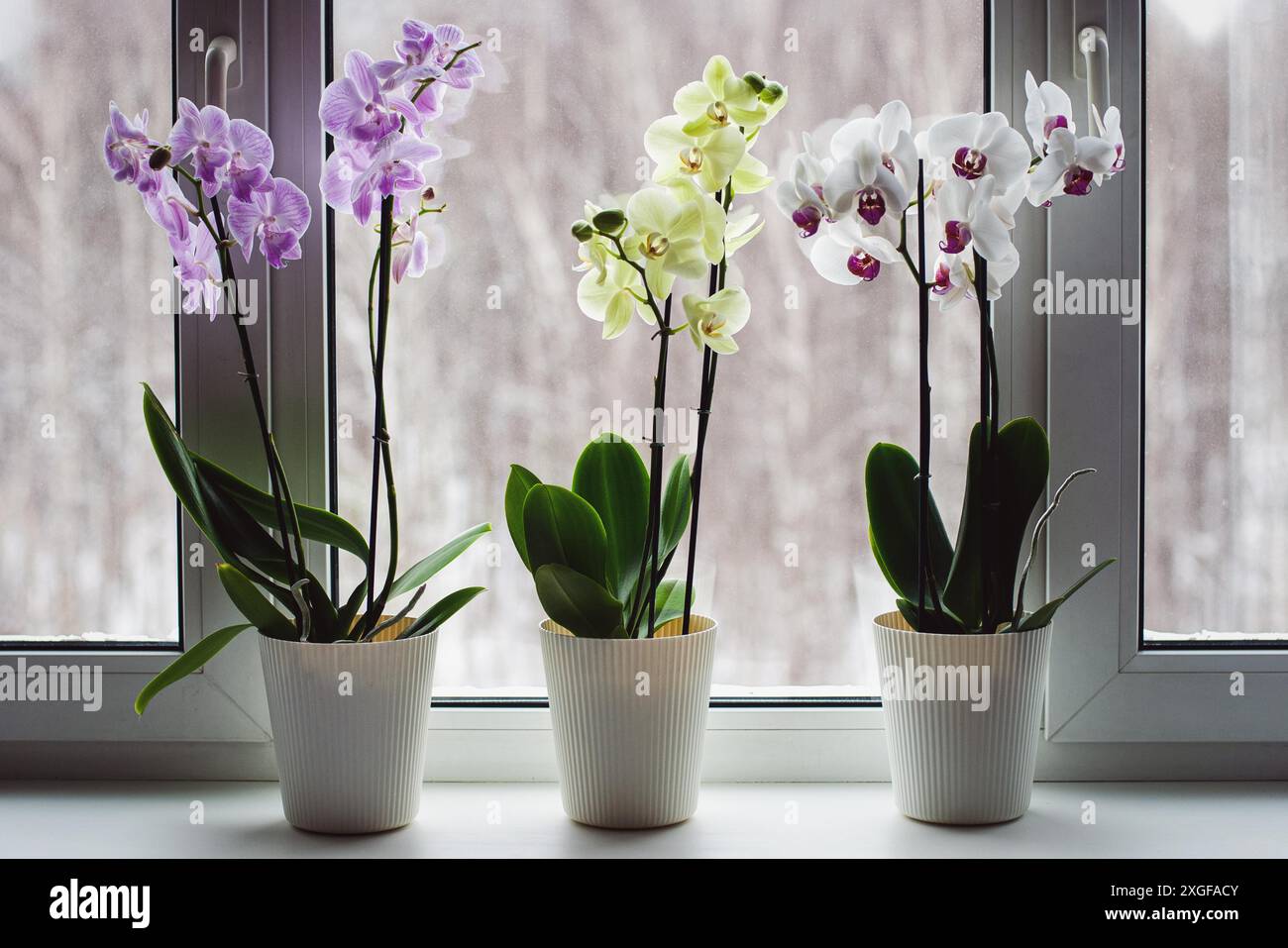 Mottenorchideen auf Fensterbank, wachsende phaenopsis Orchideen zu Hause, blühende Zimmerpflanzen Pflege Stockfoto