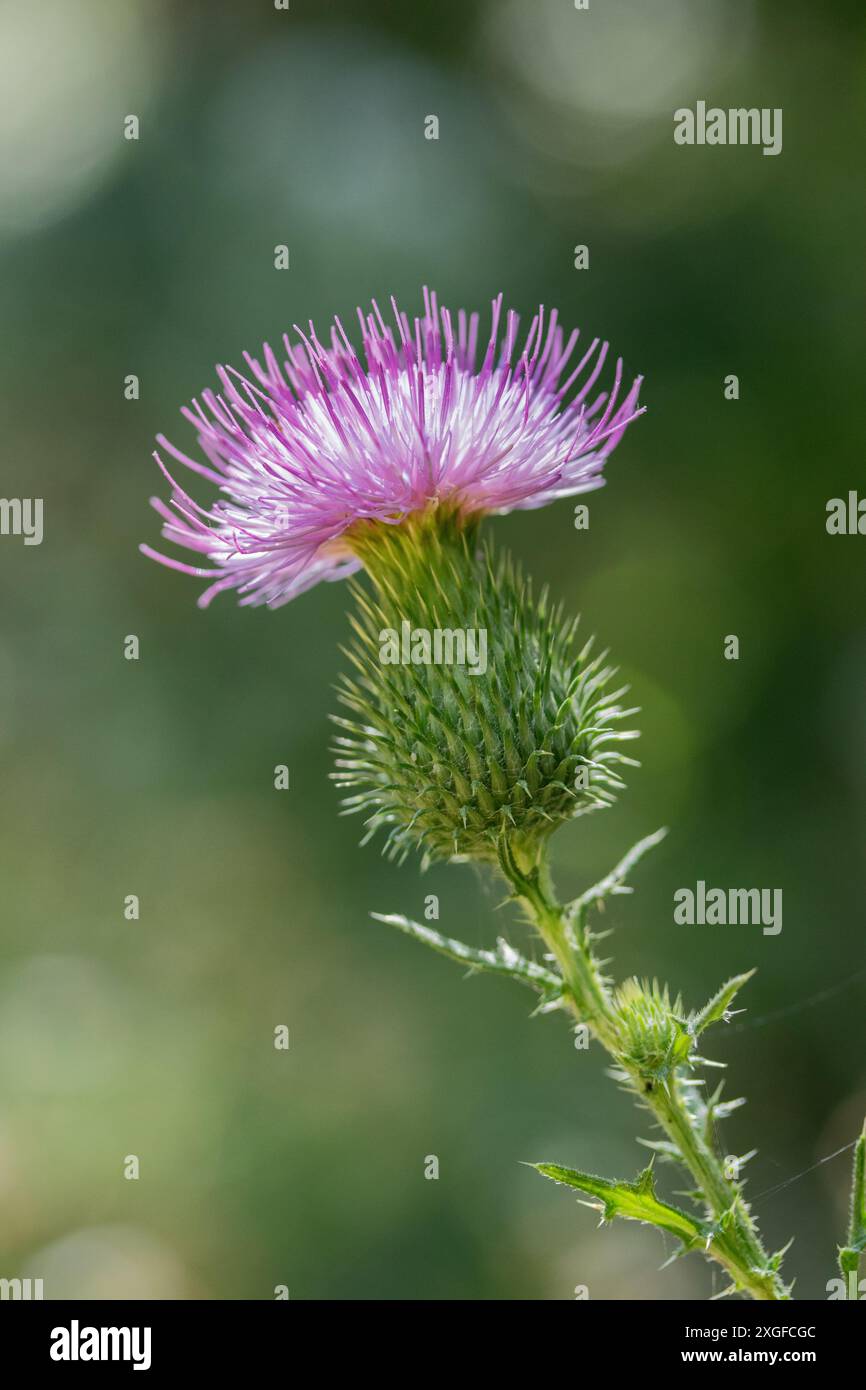 Wilde Marienblume blüht auf einer natürlichen Wiese Stockfoto