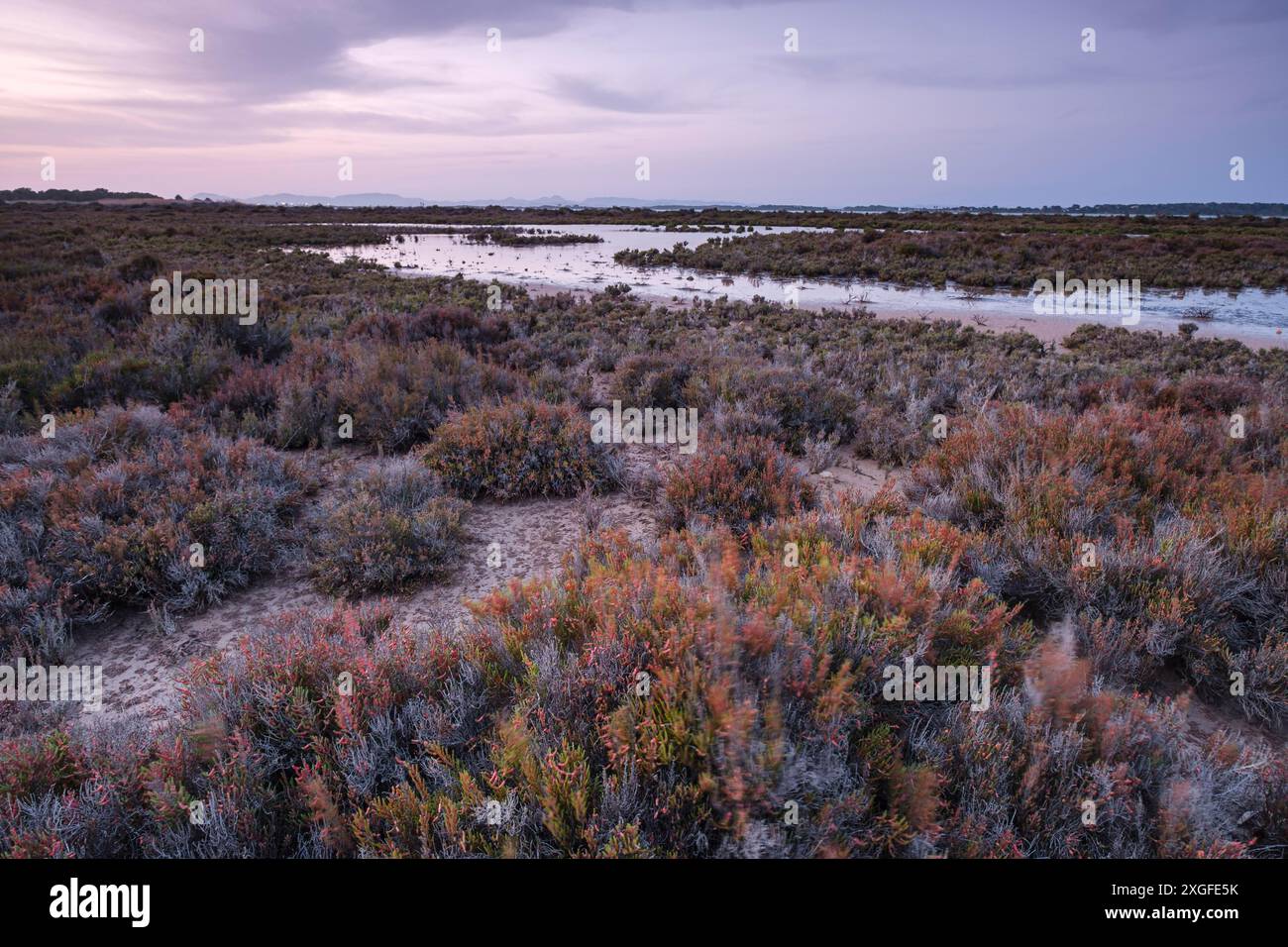 Halogenpflanzen, Estany Pudent, Formentera, Pitiusas-Inseln, Balearische Gemeinschaft, Spanien Stockfoto