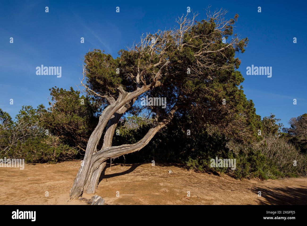 Can Marroig Public Estate, Formentera, Pitiusas Inseln, Balearische Gemeinschaft, Spanien Stockfoto