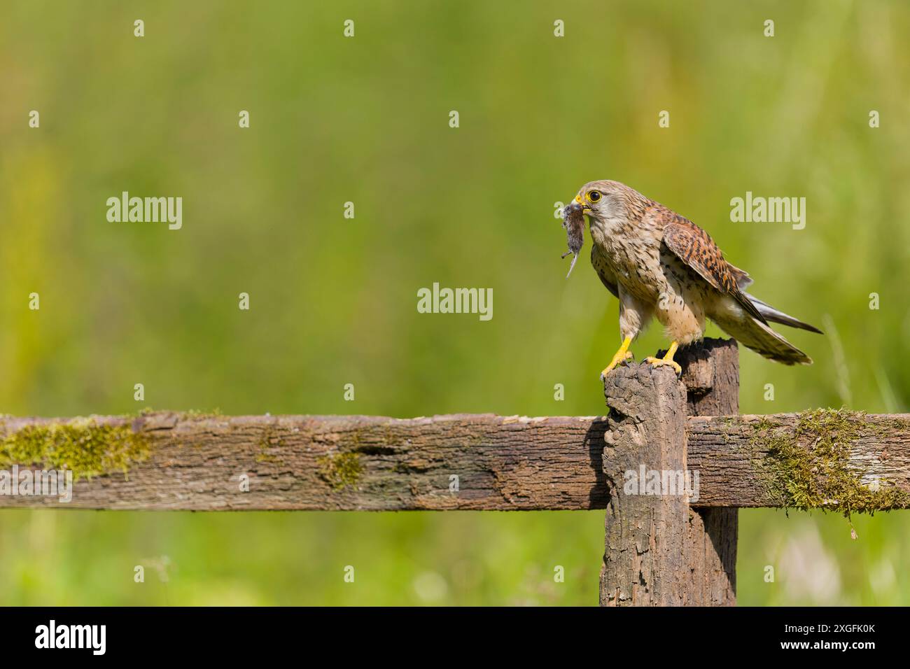 Falco tinnunkulus, erwachsenes Weibchen, das auf einem Zaun steht, mit der Maulwurm Myodes glareolus, junge Beute, Suffolk, England, Juni Stockfoto
