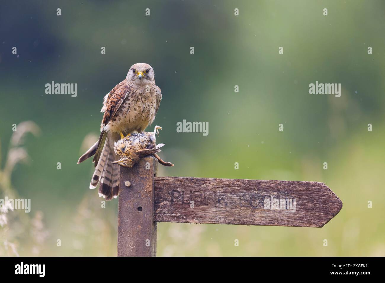 Falco tinnunkulus, erwachsenes Weibchen auf einem Schild mit Song-Thrush Turdus philomelos, erwachsene Beute, Suffolk, England, Juni Stockfoto