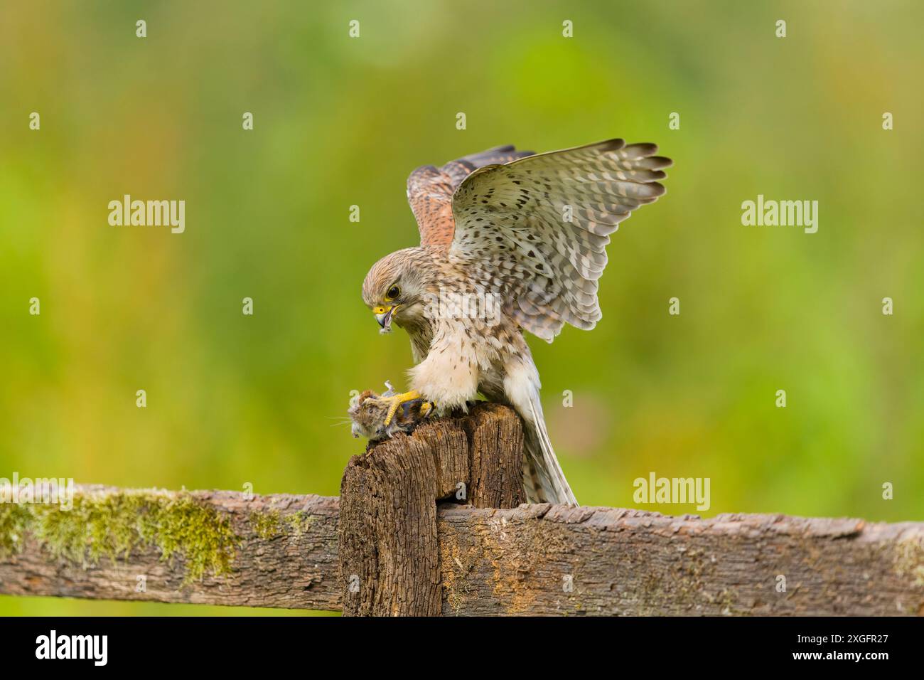 Falco tinnunkulus, erwachsenes Weibchen, das auf dem Zaun sitzt und sich an der Wühlmaus Myodes glareolus ernährt, erwachsene Beute, Suffolk, England, Juni Stockfoto