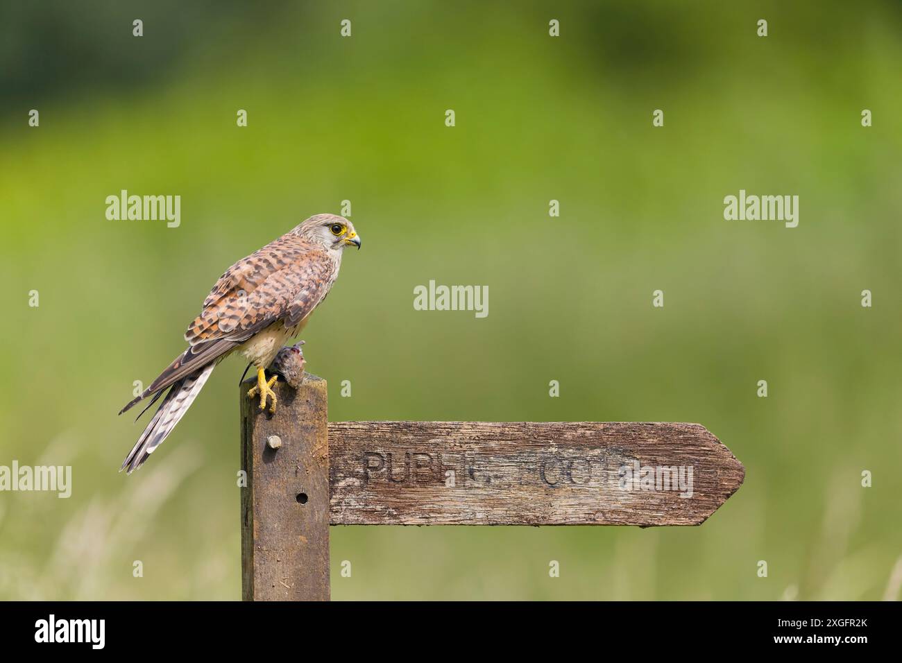 Falco tinnunkulus, erwachsenes Weibchen, das auf einem Schild steht, mit der Maulwurm Myodes glareolus, ausgewachsene Beute, Suffolk, England, Juni Stockfoto