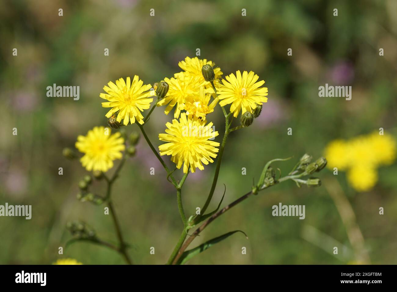 Nahaufnahme gelb blühender rauer Karettbart (Crepis biennis). Sommer, Juli, Niederlande Stockfoto