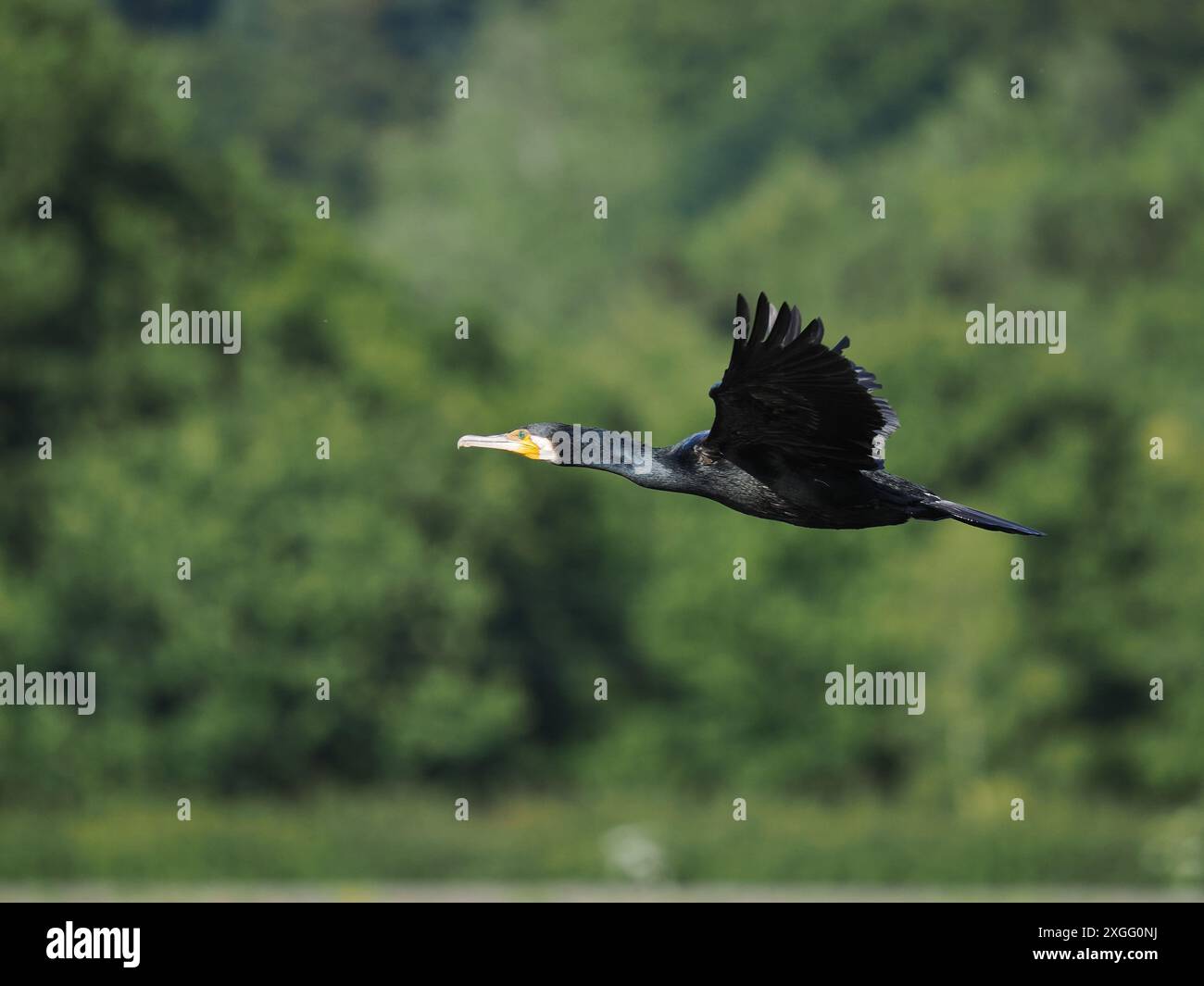 Ein Fly-by-Kormoran an einem Binnenreservoir, wo ein oder zwei begonnen haben, zu verwurzeln. Stockfoto