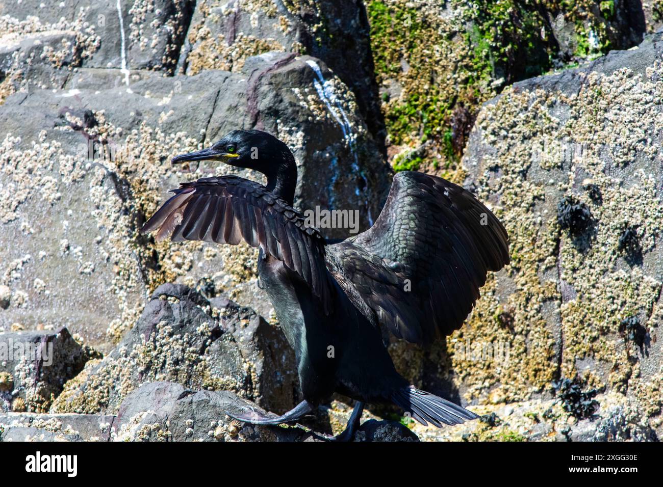 Ein europäischer Shag lebt auf den Farne-Inseln, Northumberland, Großbritannien Stockfoto