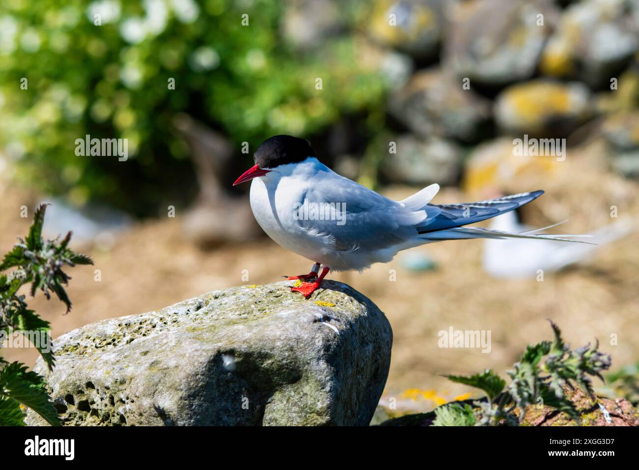 Eine arktische Tern (Sterna paradisaea) ruhen nach ihrer langen Wanderung auf einem Felsen auf den Farne-Inseln. Stockfoto