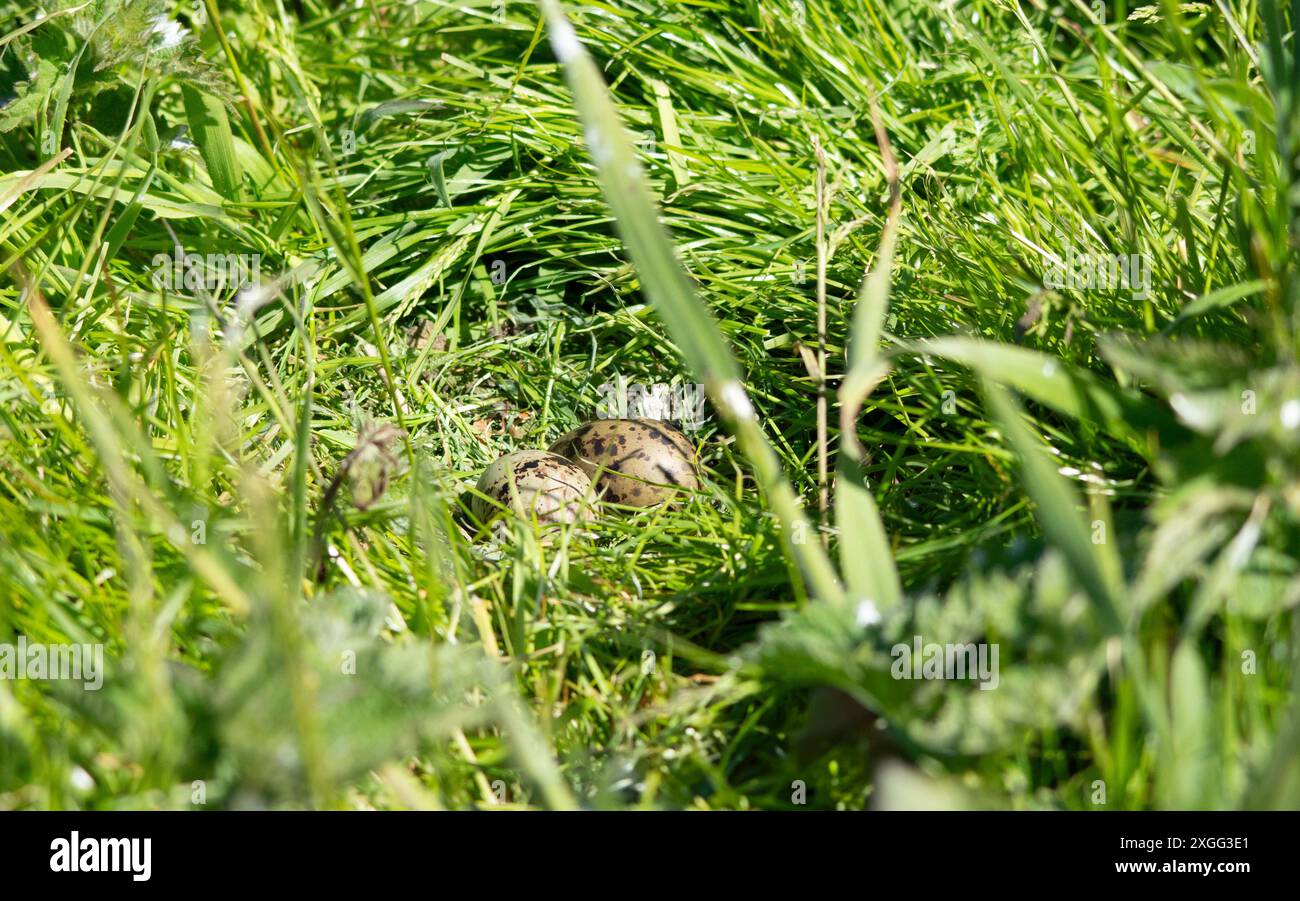 Eier der Arktischen Tern (Sterna Paradise) auf den Farne-Inseln in Northumberland, Großbritannien. Stockfoto