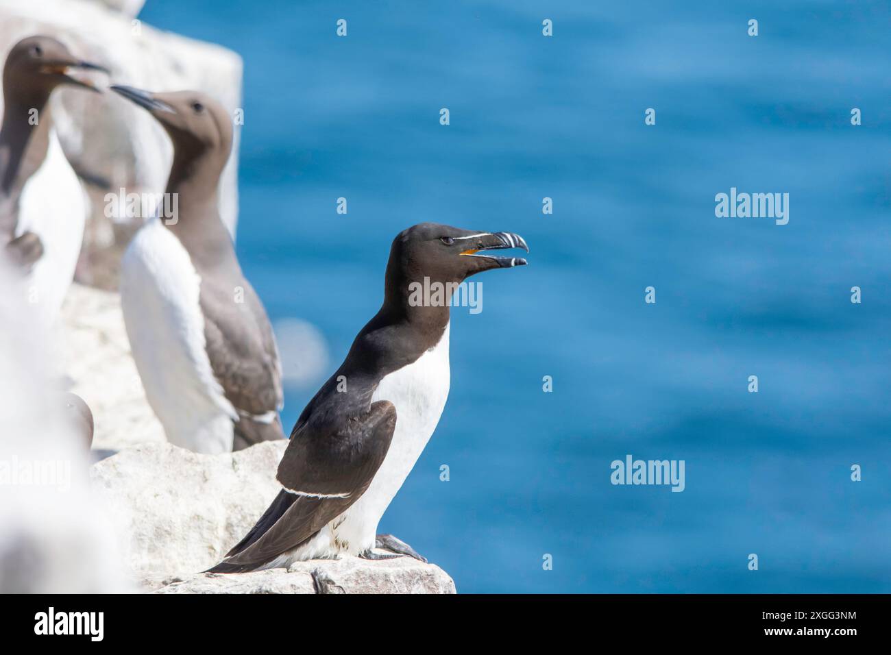 Ein Razorbill (ALCA torda), ein Mitglied der Familie Auk, thront auf den Felsen der Farne Islands, Northumberland, UK, mit Guillemots im Hintergrund. Stockfoto