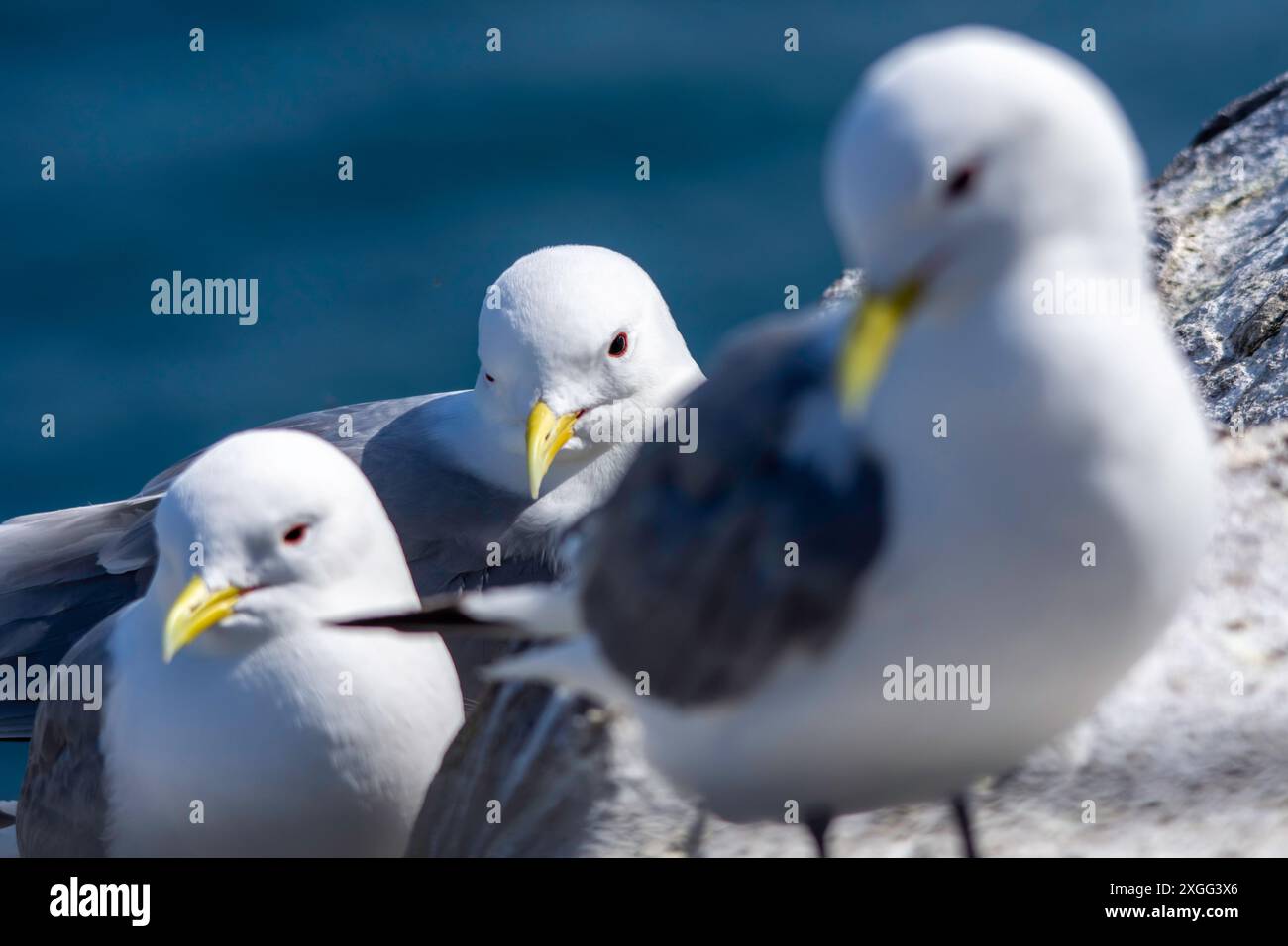 Auf den Farne Islands, Northumberland, Großbritannien, treffen sich Kittenwakes. Stockfoto