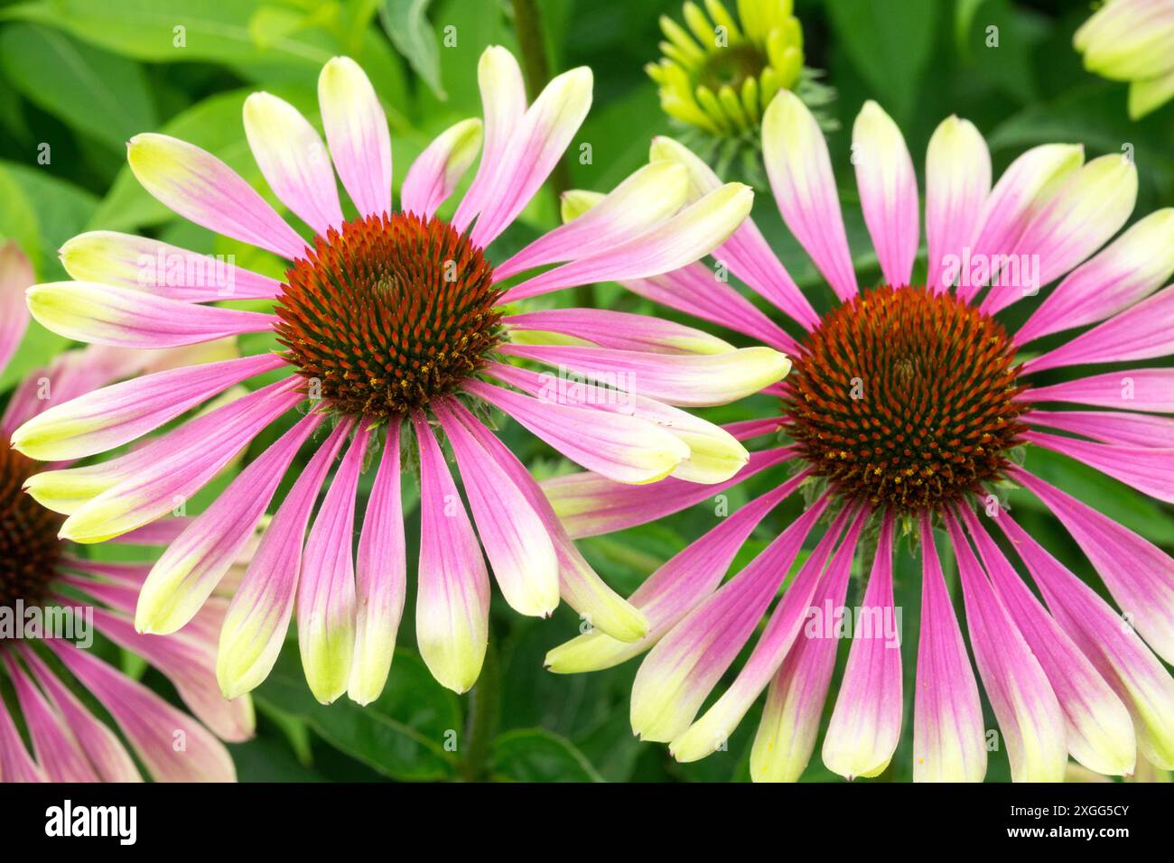 Apfelgrün gefärbte rosafarbene Blütenköpfe „Green Twister“ Lila Coneflower Echinacea purpurea Stockfoto