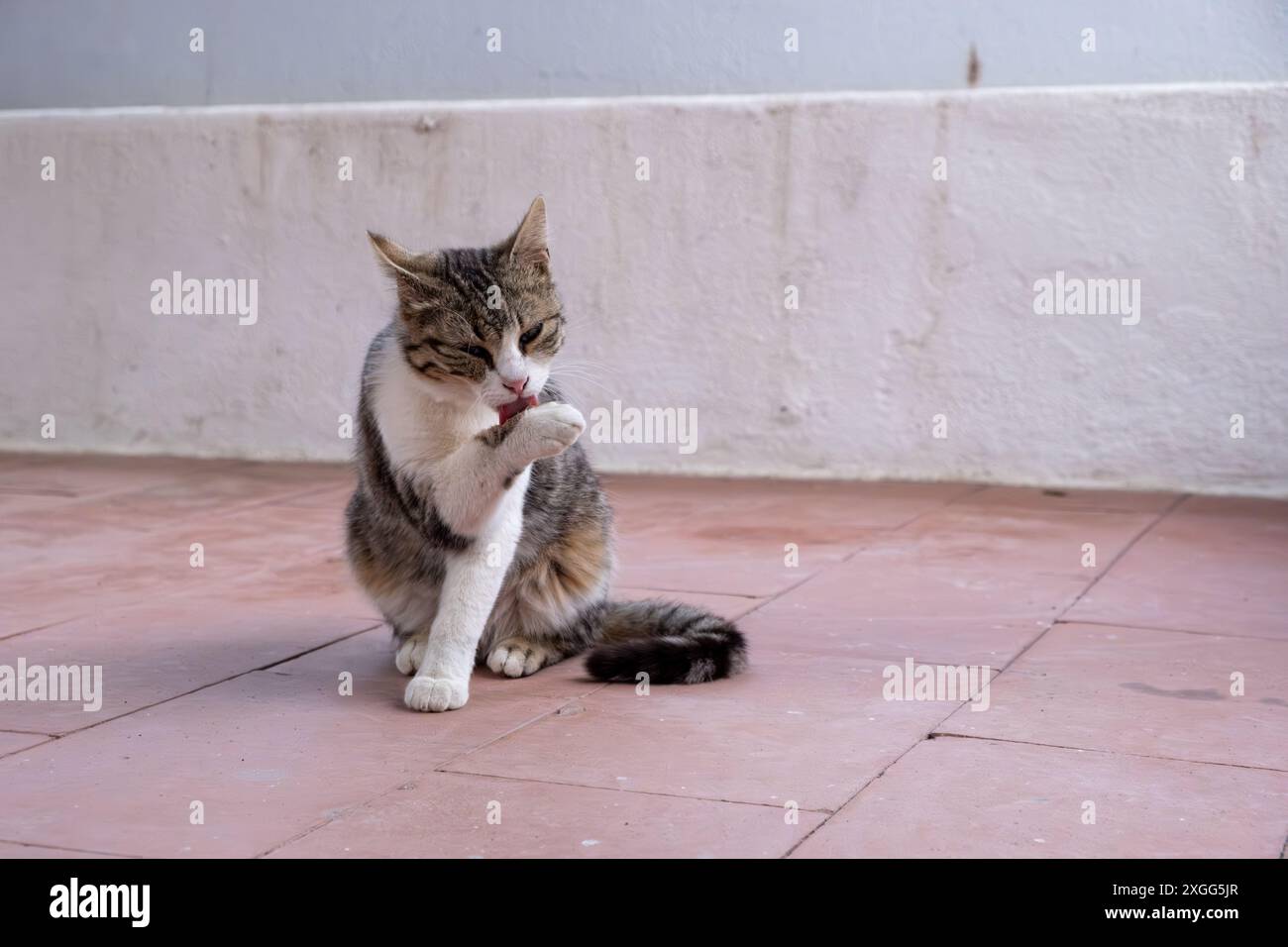 Eine Katze, die sich selbst reinigt, Vulcano Island, Italien Stockfoto