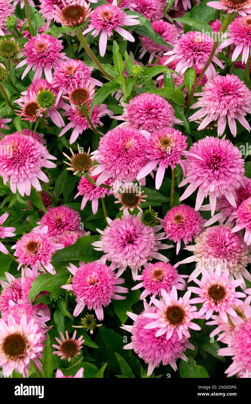 Echinacea purpurea „Butterfly Kisses“ Gartenpflanzen Stauden Kräuterblüten Blüten Echinacea Coneflowers Pink Kegel Blütenköpfe im Juli Stockfoto