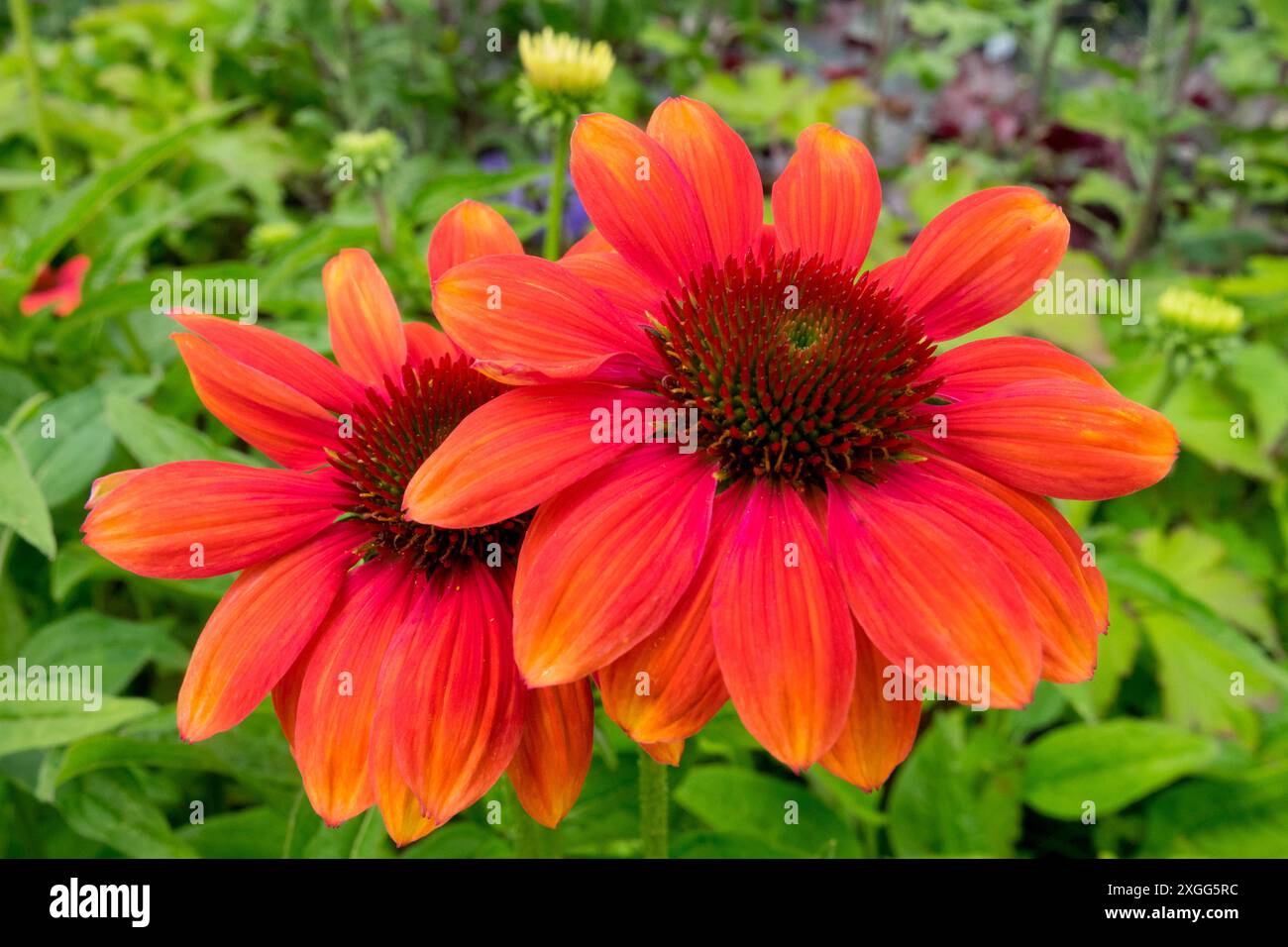 Echinacea purpurea „Papallo Classic Orange-Rose“ Blüten Stockfoto